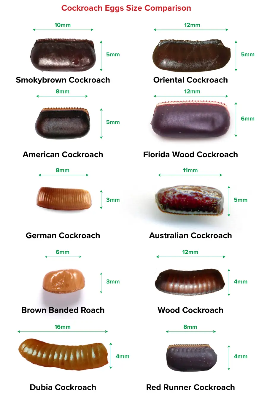 An image showing size comparison of cockroach eggs. The image has eggs of smoky brown cockroach, oriental cockroach, American cockroach, Florida wood cockroach, German cockroach, Australian Cockroach, Brown Banded Roach, Wood Roach, Dubia Roach and Red Runner