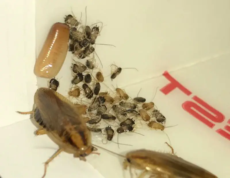 An image of a German cockroach Laying Eggs After Killed with a Glue Trap