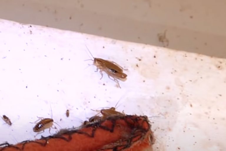 Cockroach Eggs Pictures & Facts APB