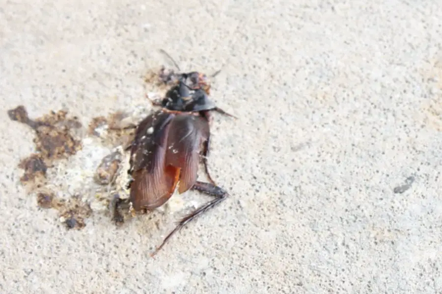 A squashed roach which can not lay eggs when it is killed