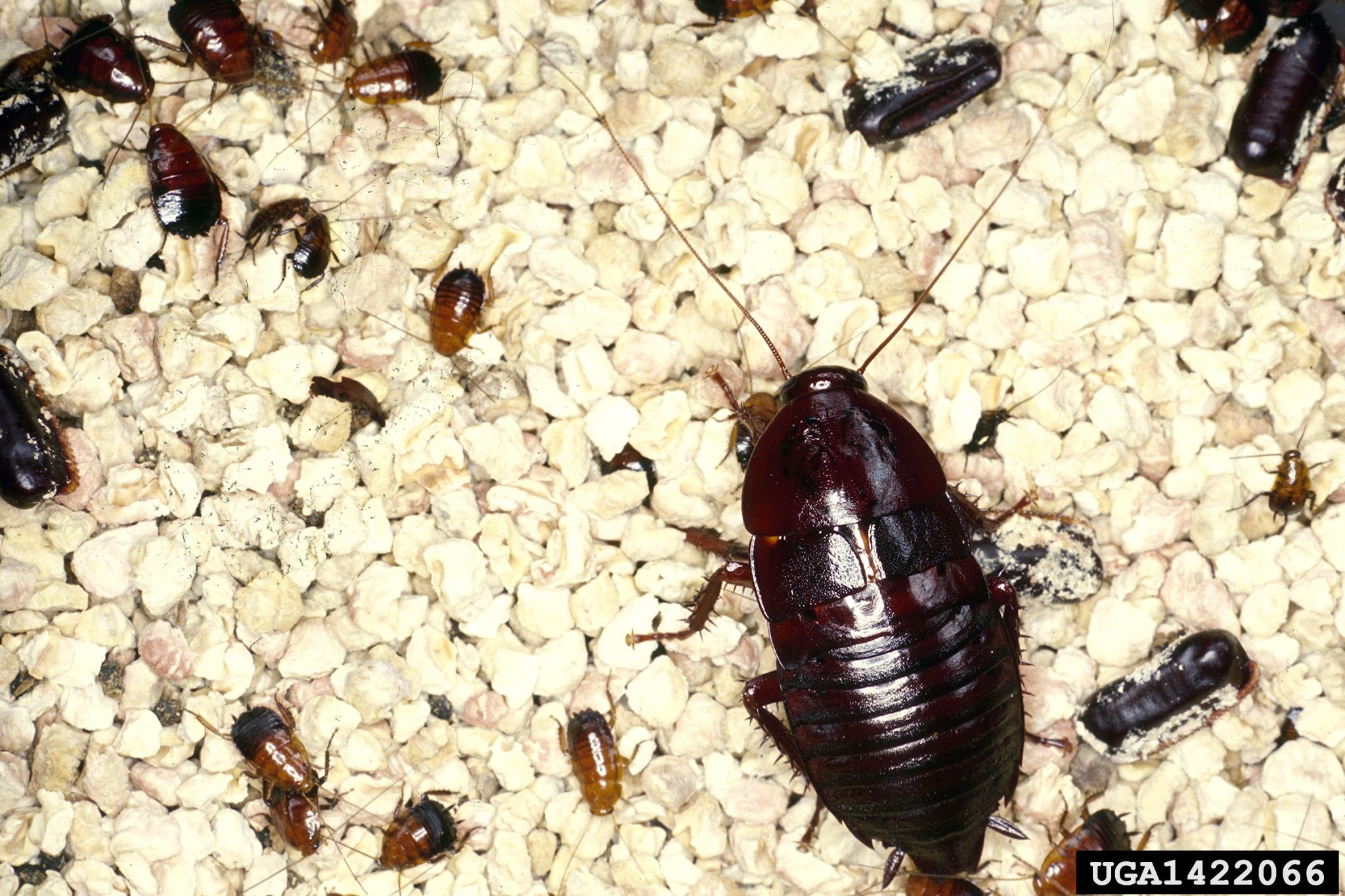 Cockroach Eggs Pictures & Facts APB