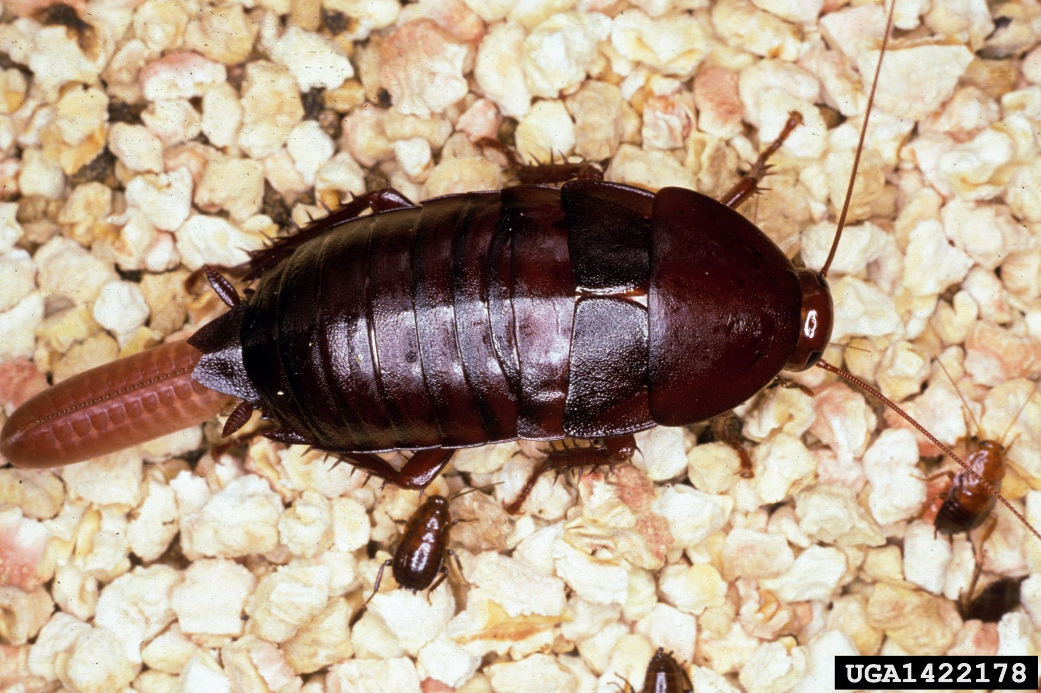 Cockroach Eggs: Pictures & Facts APB