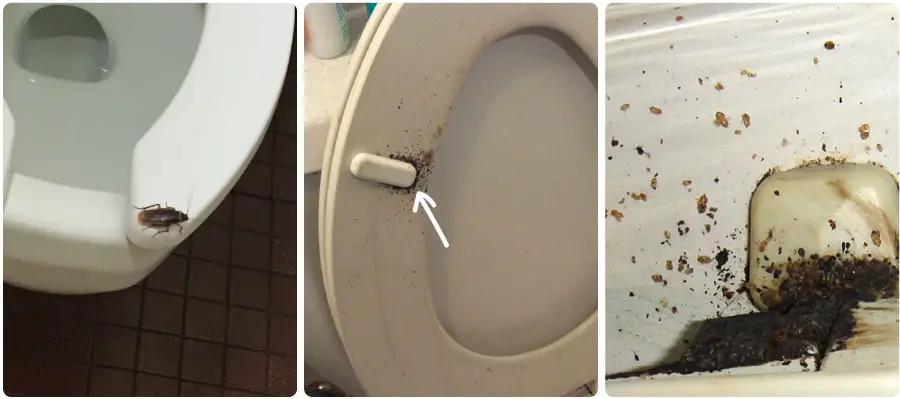 An image showing infested toilet seats where roaches can hide