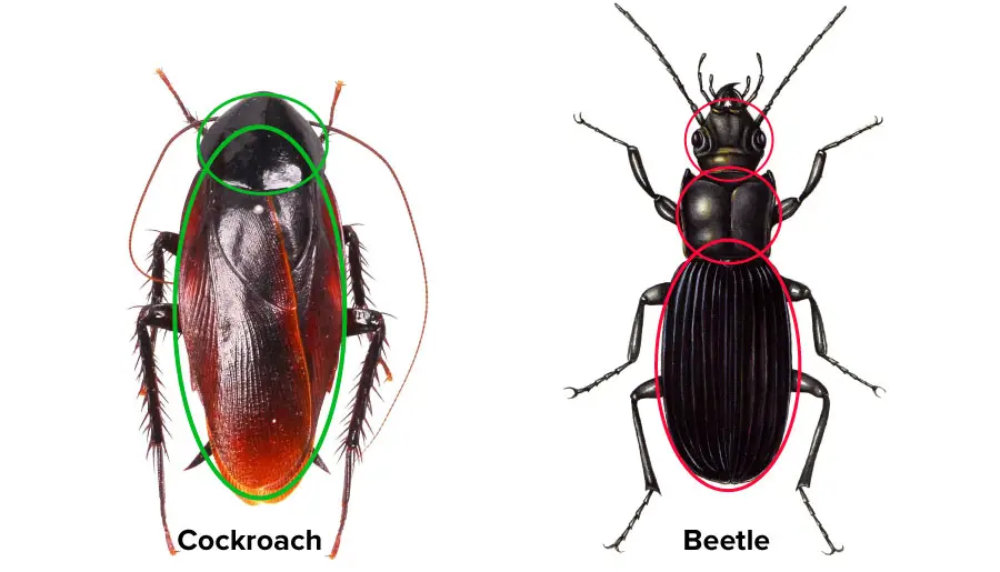 An image showing difference between a beetle and a cockroach head