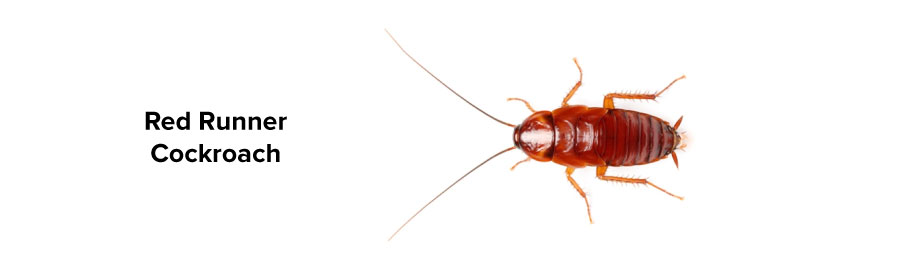 An image of red runner roach which makes a good feeder roach for spiders