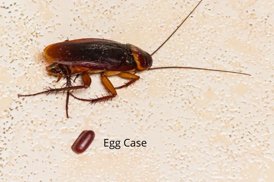 Egg case of an American Roach