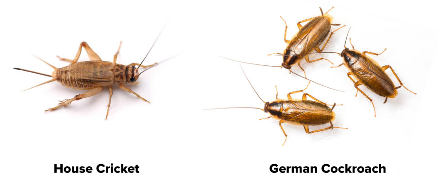A photo of house cricket with comparison to German Roaches