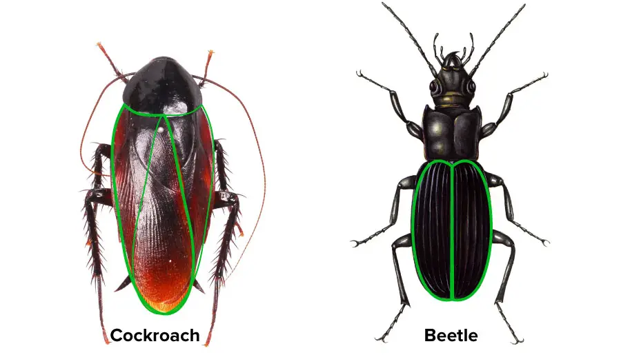 An image showing the difference between a beetle and a cockroach wings and how cockroach wings sit on each other, while beetle wings sit apart.