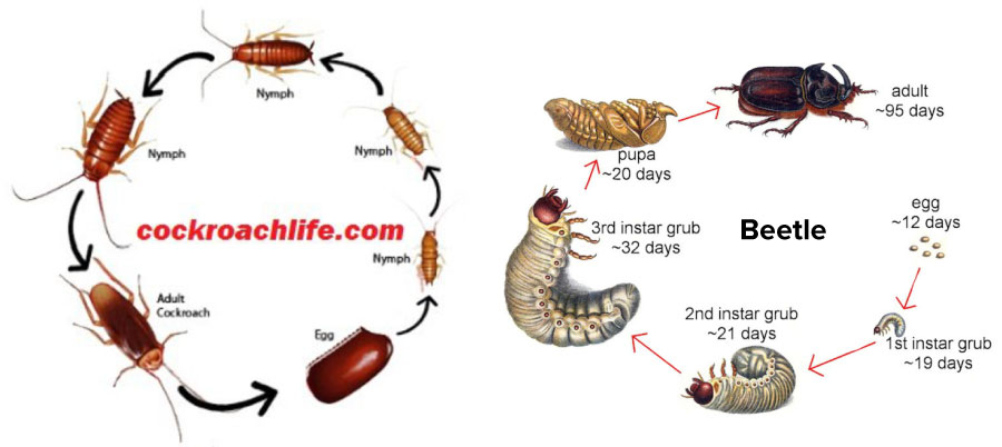 An image showing the life cycle of a cockroach and a beetle.