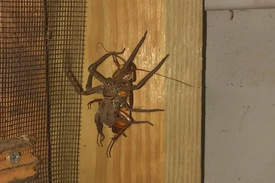 An image showing a spider hunting an American roach