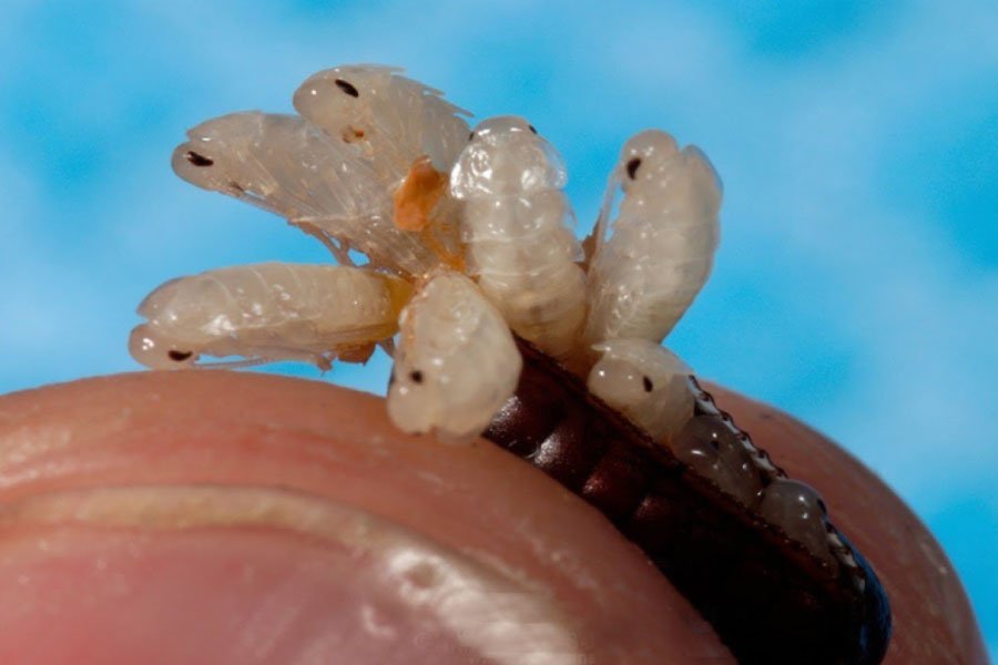 An image of American Roach babies coming out of an egg case holded in hand