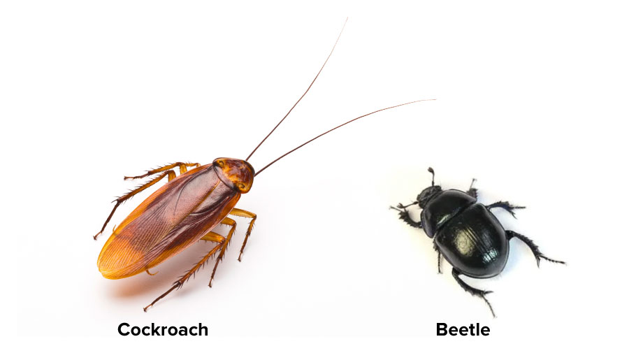 An image showing size comparison of cockroach vs beetle antenna size. The cockroach antenna is longer than a beetle antenna.