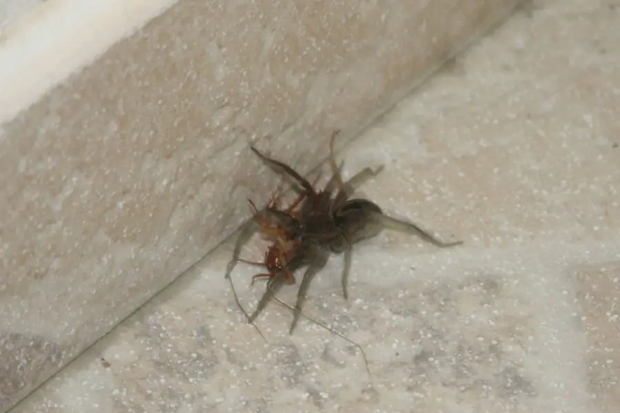 An image showing a spider eating a cockroach on a floor