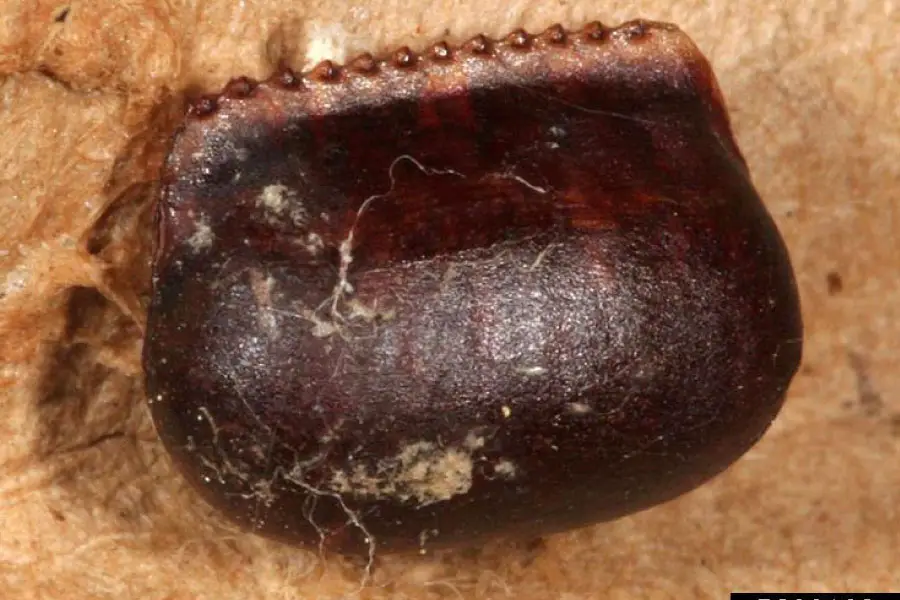 An American roach egg case attached to a substrate