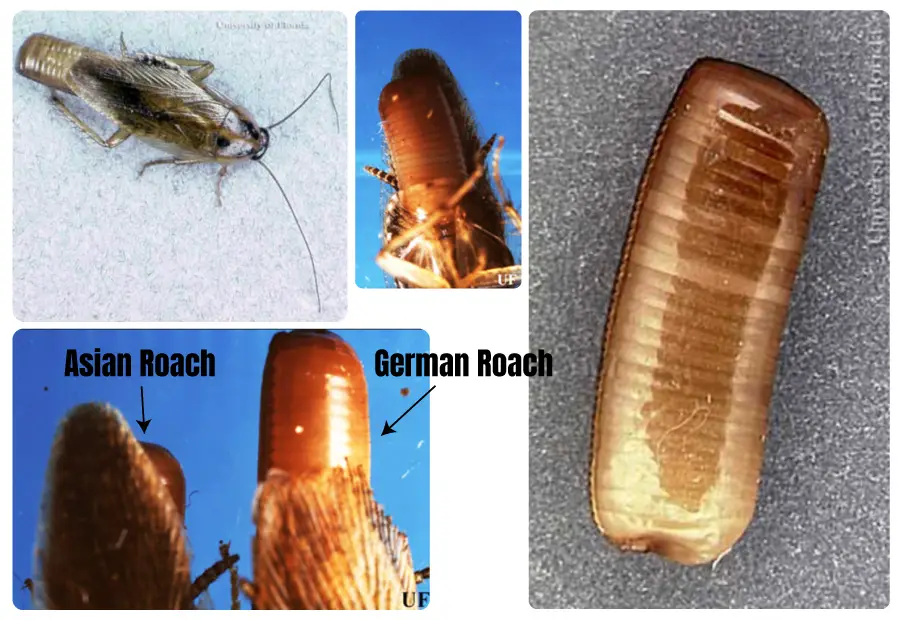 Images of Asian cockroach from different angles shown in a single image