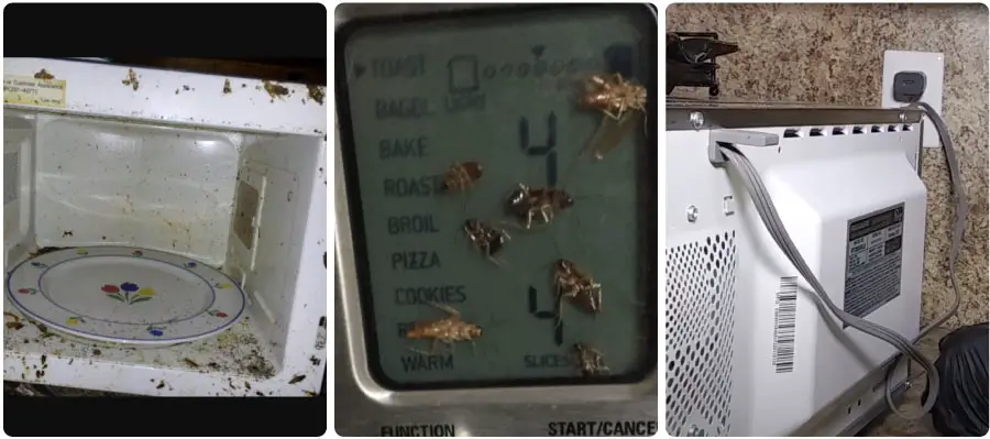 An image showing an infested microwave oven and behind oven where roaches can hide