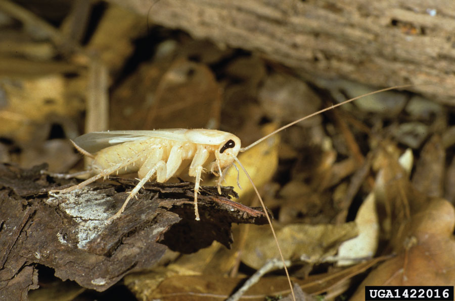 An image shows a baby white cockroach, also known as an albino roach. The white Cockroach in the image is an American Cockroach, also known as Palmetto Bug