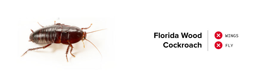 An image of an Florida Wood cockroach is not in the list of  flying cockroach Florida