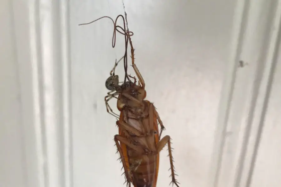 A roach hanged from ceiling being eaten by a small spider