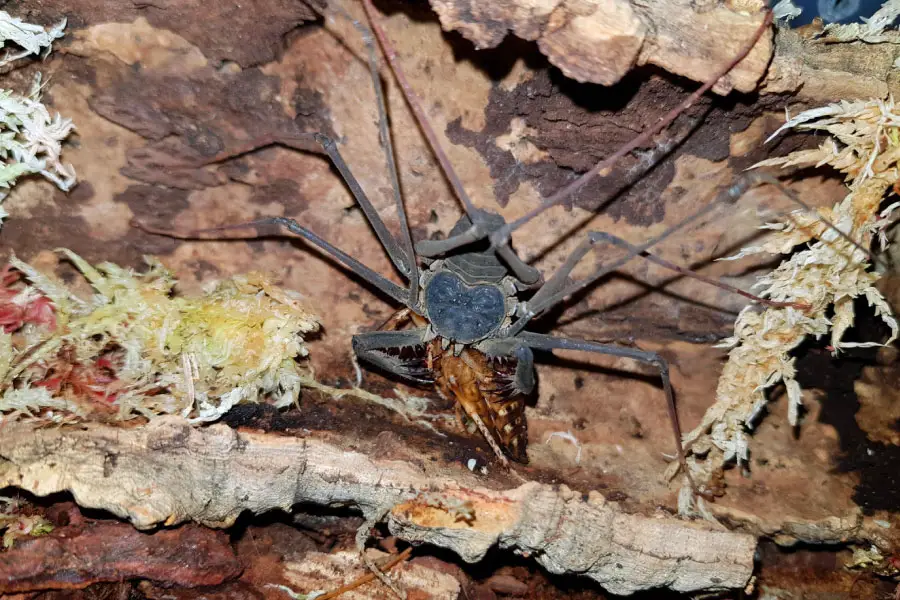 A large spider is eating a Dobia roach