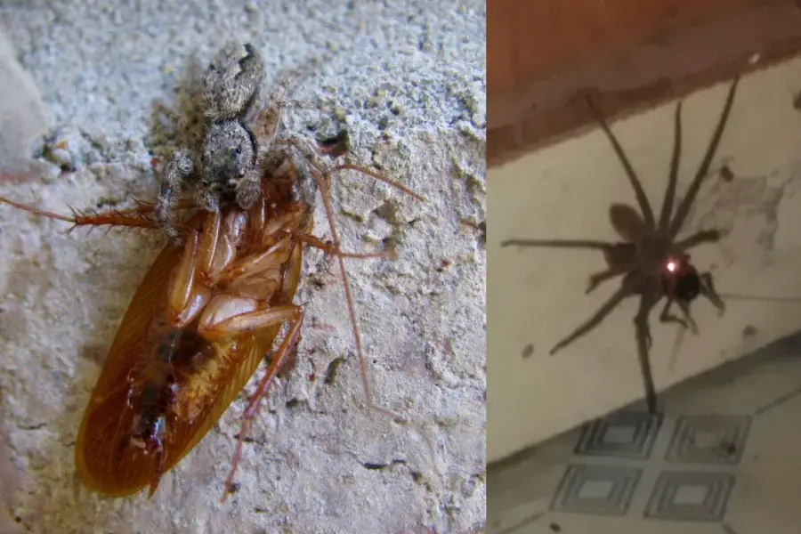 An image showing a spider eating a roach