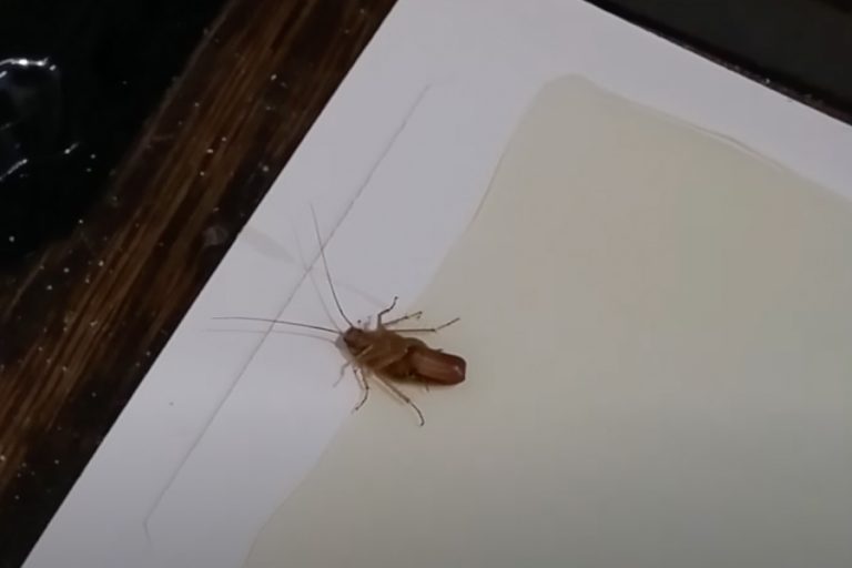 Cockroach Eggs Pictures & Facts APB