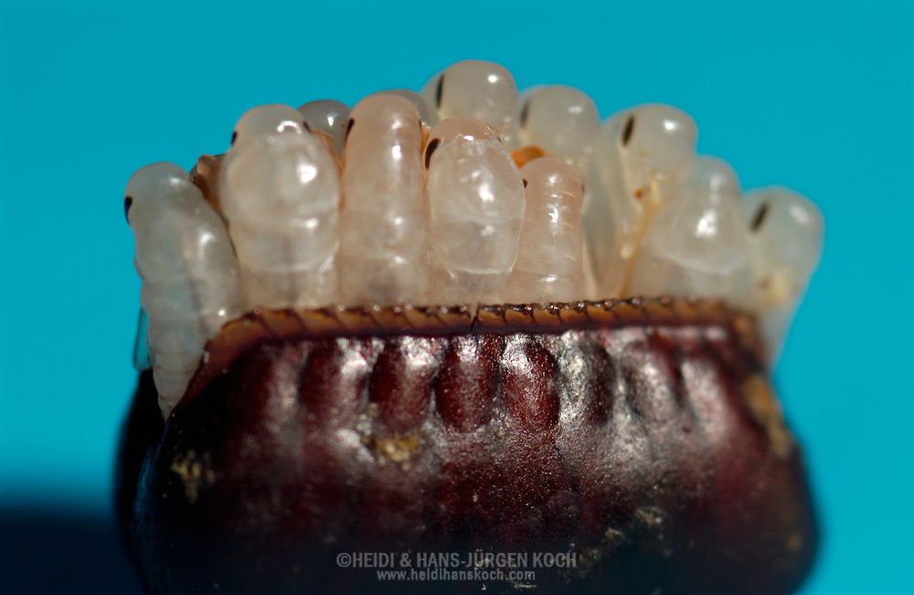 An image of a hatching cockroach egg white cockroaches and albino roaches coming out of it.