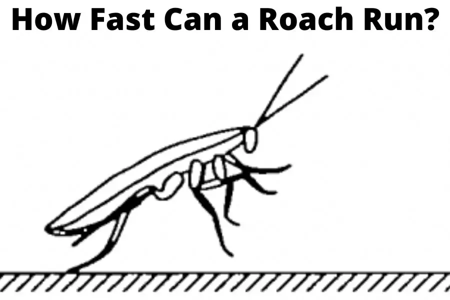 How fast can a roach run?