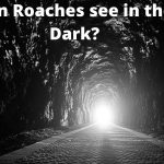 Can Roaches see in the Dark?
