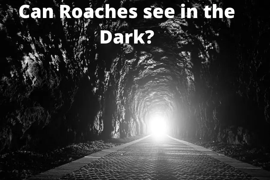 Can Roaches see in the Dark?