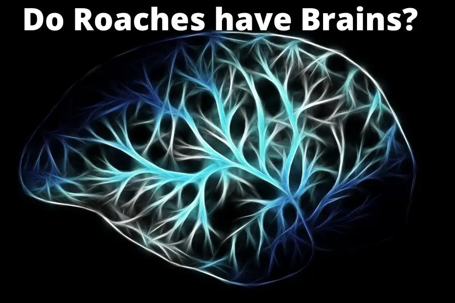 Do Roaches have Brain?