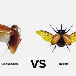 Cockroach vs. Beetle: 5 Differences