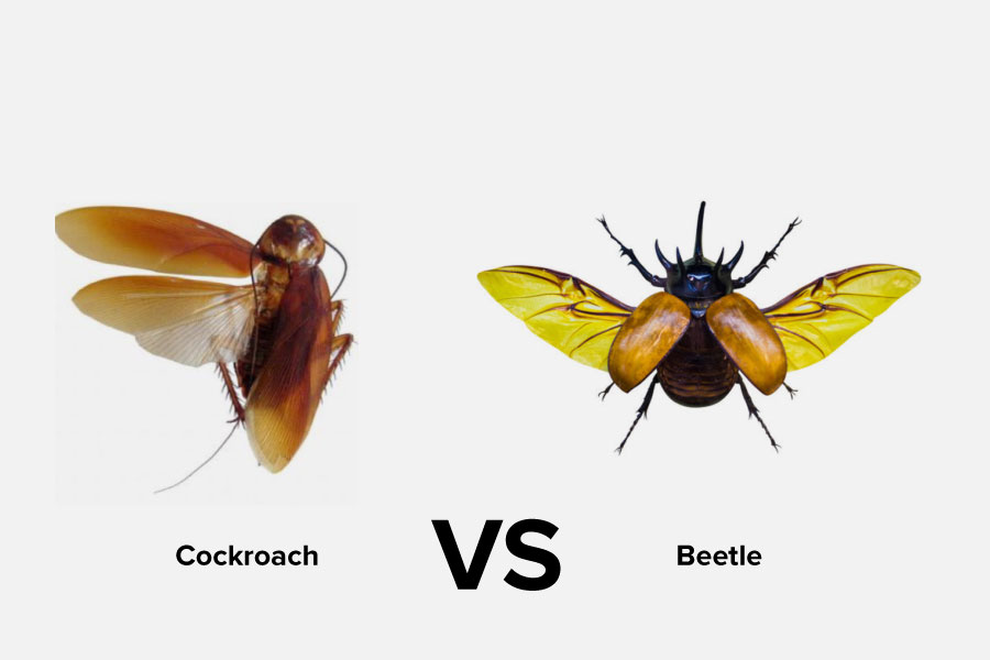 Cockroach vs. Beetle: 5 Differences