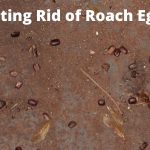 How to get rid of roach eggs?