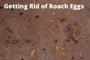 How to get rid of roach eggs?