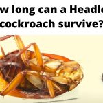 How long can a Headless cockroach survive?