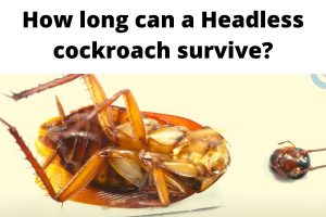 How long can a Headless cockroach survive?