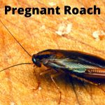Pregnant Roach
