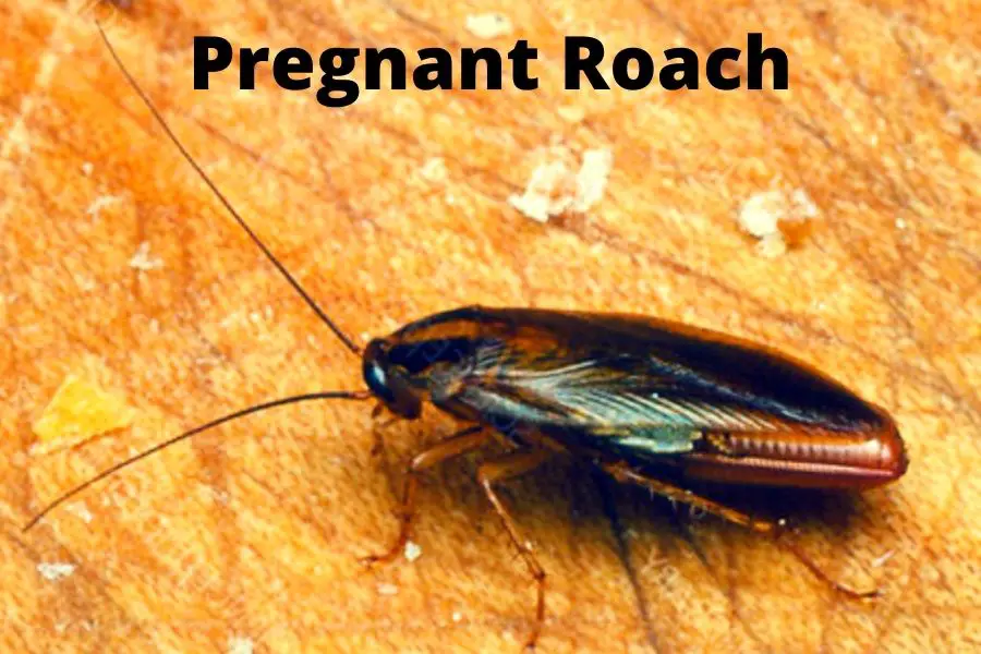 Pregnant Roach