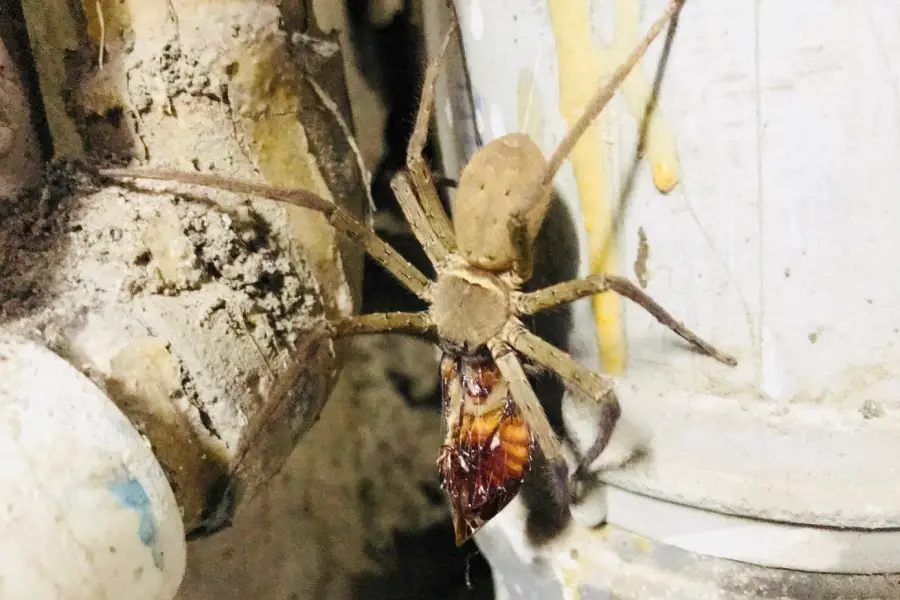 An image of a giant spider holding a roach in mouth