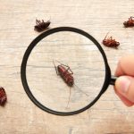 Sudden Appearance of Cockroaches [8 REASONS]