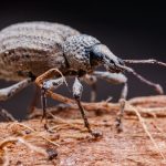 Do roaches eat bed bugs?