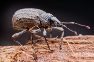 Do roaches eat bed bugs?