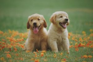 What to do if your dog has eaten a roach