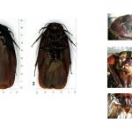 Megaloblatta Longipennis: All you need to know