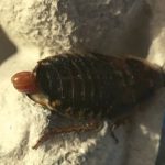 Is my Dubia Roach Pregnant? [Solved]