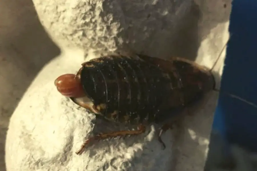 Is my Dubia Roach Pregnant? [Solved]