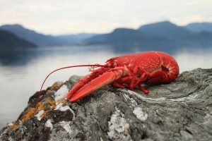 Cockroach of the sea
