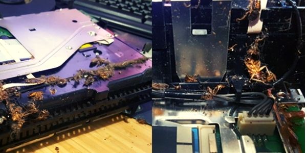 How to get Roaches out of ps4?