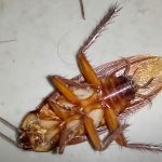 Does killing a cockroach attract More?